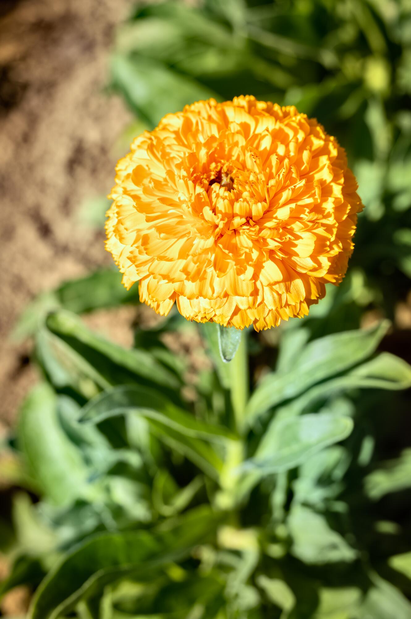 <span class="ezstring-field">kl_calendula_active-ingredient_field_plant_2019 -13- 367x460</span>